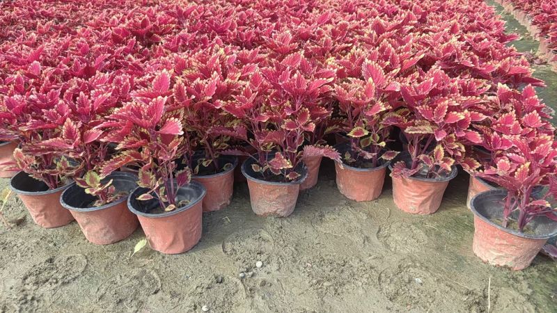 彩叶草容器苗，冠幅饱满，各种花色，基地批发