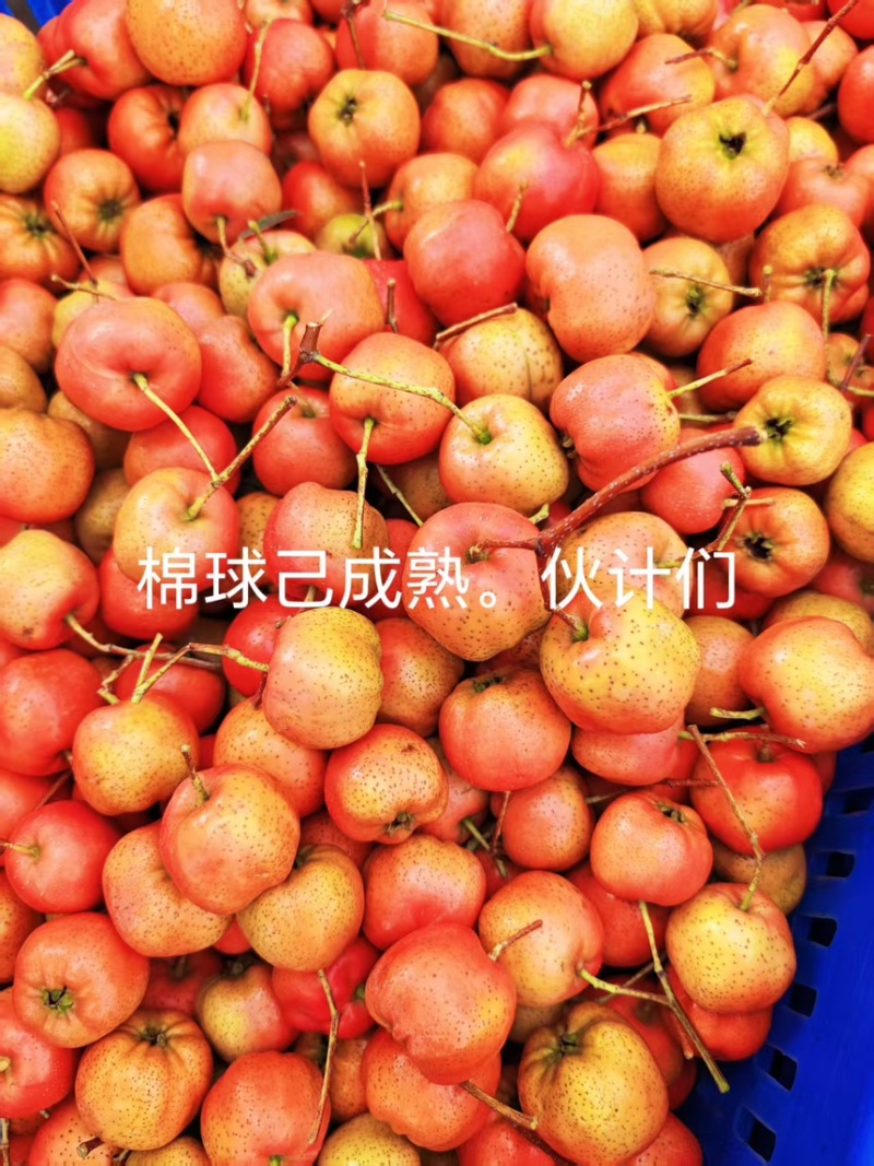 山东绵球山楂产地直销，质量保证货源充足全国发货欢迎咨询
