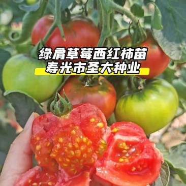 草莓西红柿苗铁皮西红柿苗蔬菜苗水果西红柿苗酸甜果番茄苗