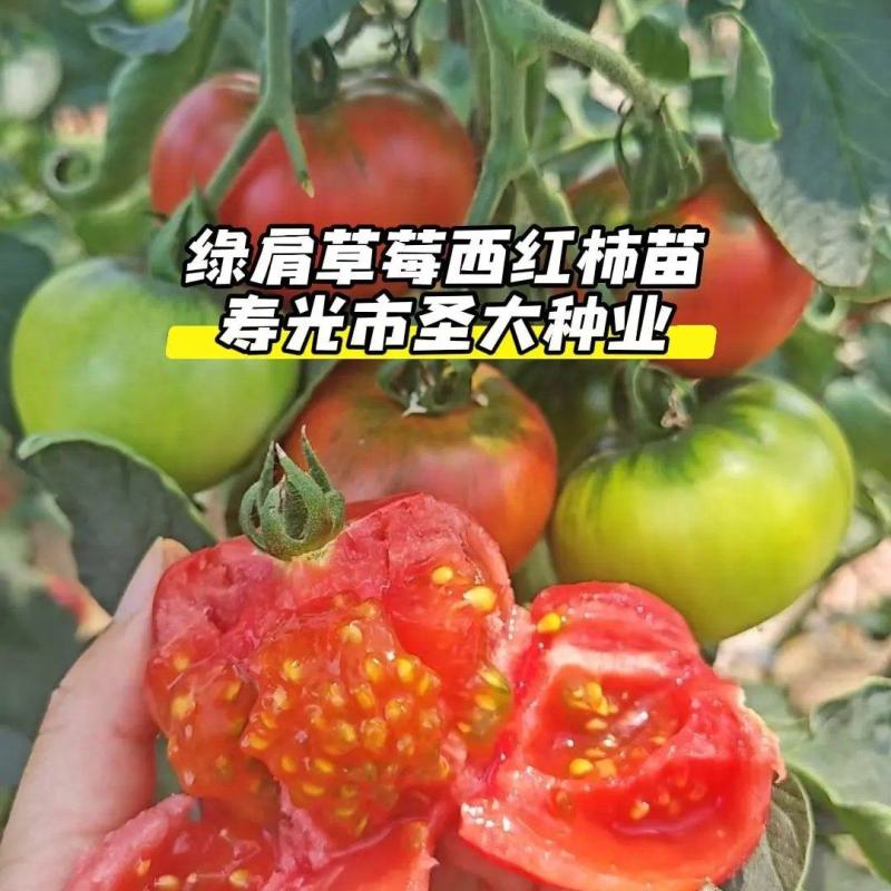 草莓西红柿苗铁皮西红柿苗蔬菜苗水果西红柿苗酸甜果番茄苗