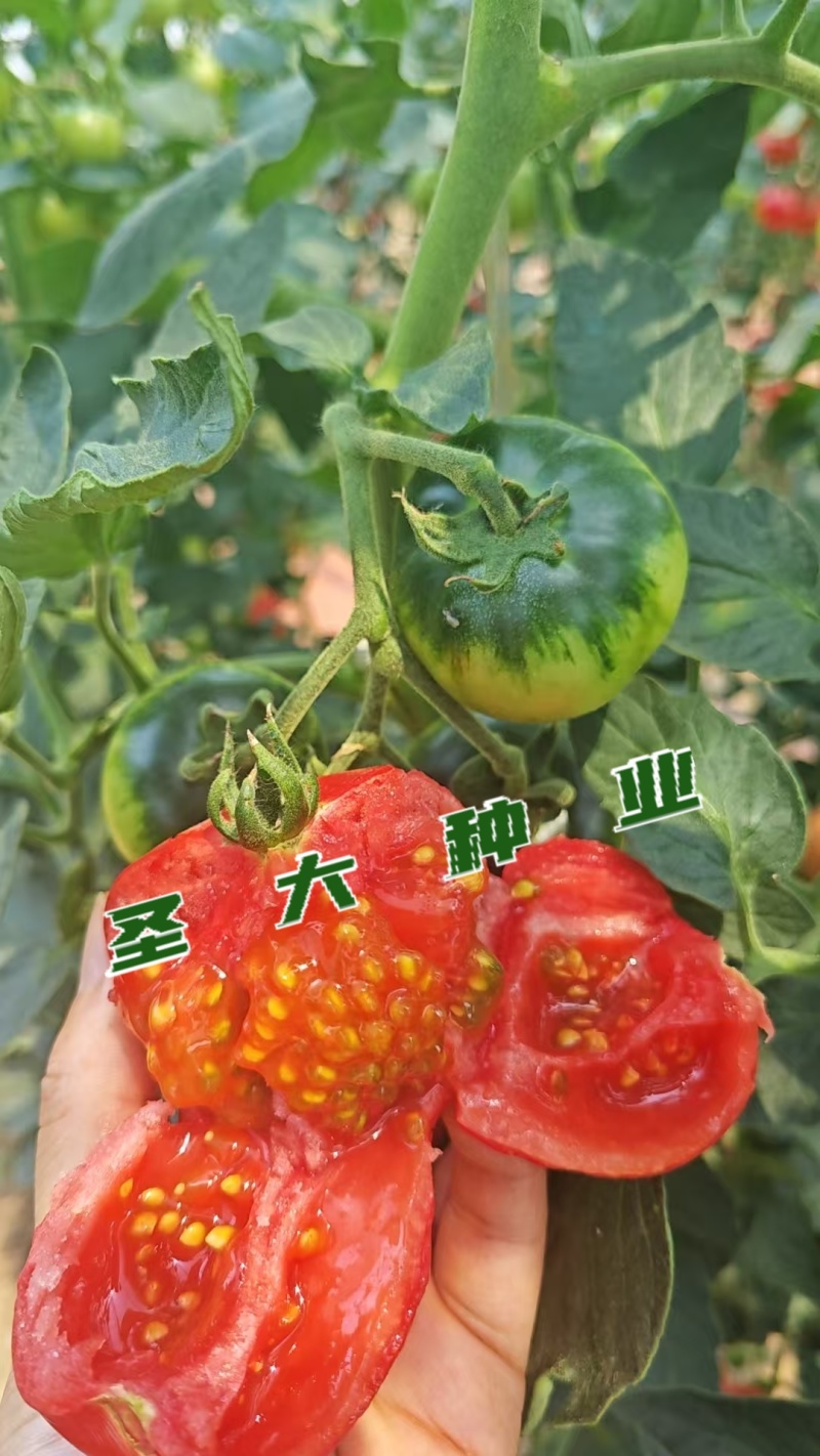 草莓西红柿苗铁皮西红柿苗蔬菜苗水果西红柿苗酸甜果番茄苗