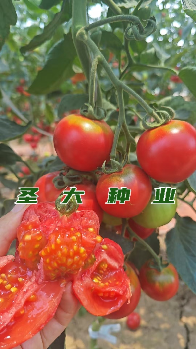 草莓西红柿苗铁皮西红柿苗蔬菜苗水果西红柿苗酸甜果番茄苗