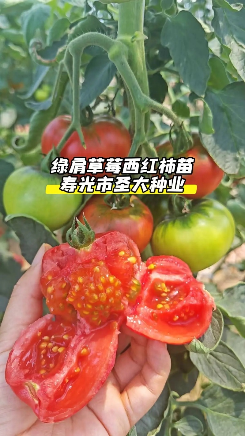 草莓西红柿苗铁皮西红柿苗蔬菜苗水果西红柿苗酸甜果番茄苗