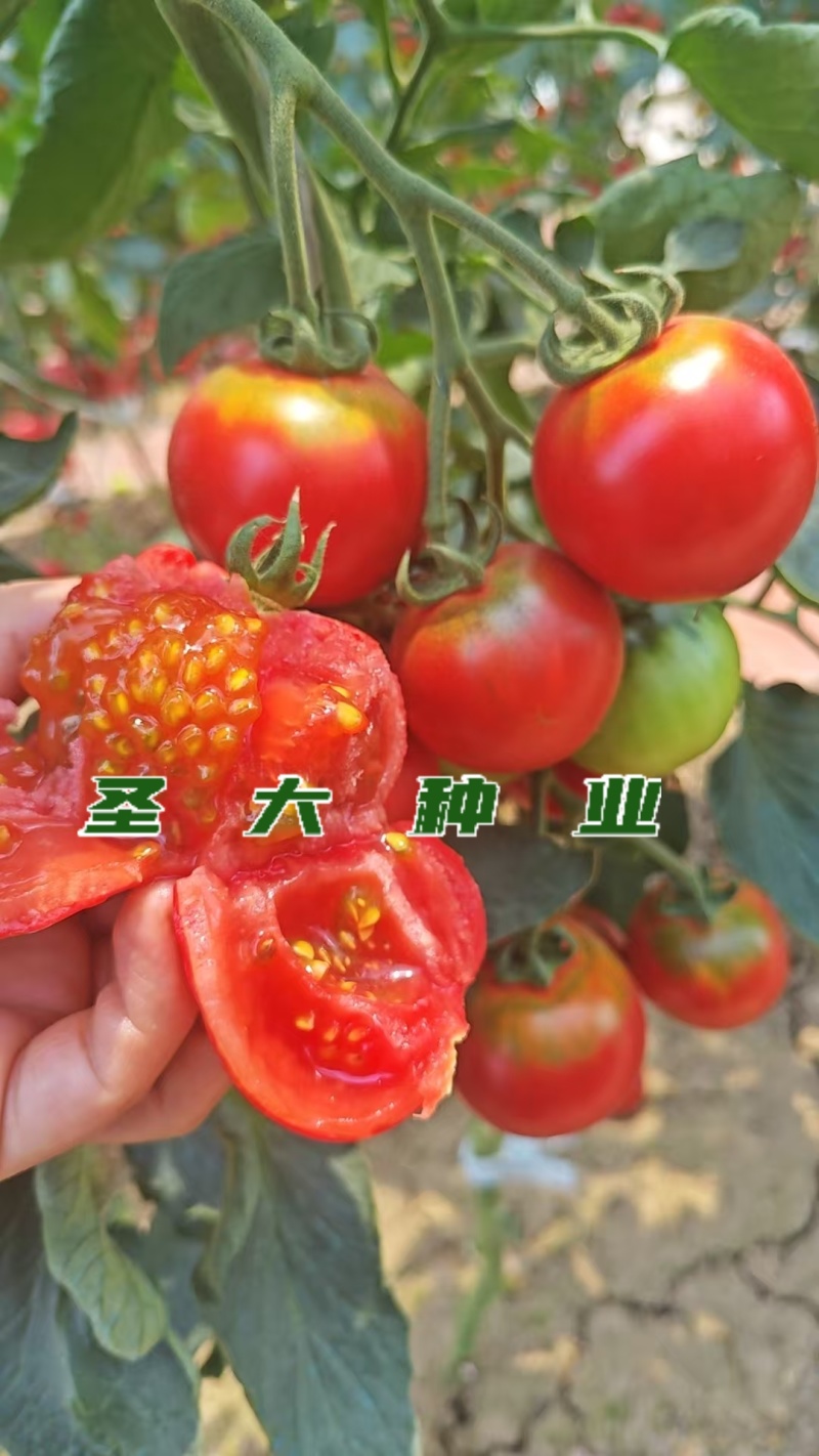 草莓西红柿苗铁皮西红柿苗蔬菜苗水果西红柿苗酸甜果番茄苗