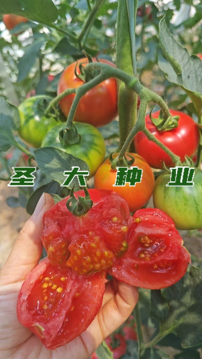 草莓西红柿苗铁皮西红柿苗蔬菜苗水果西红柿苗酸甜果番茄苗