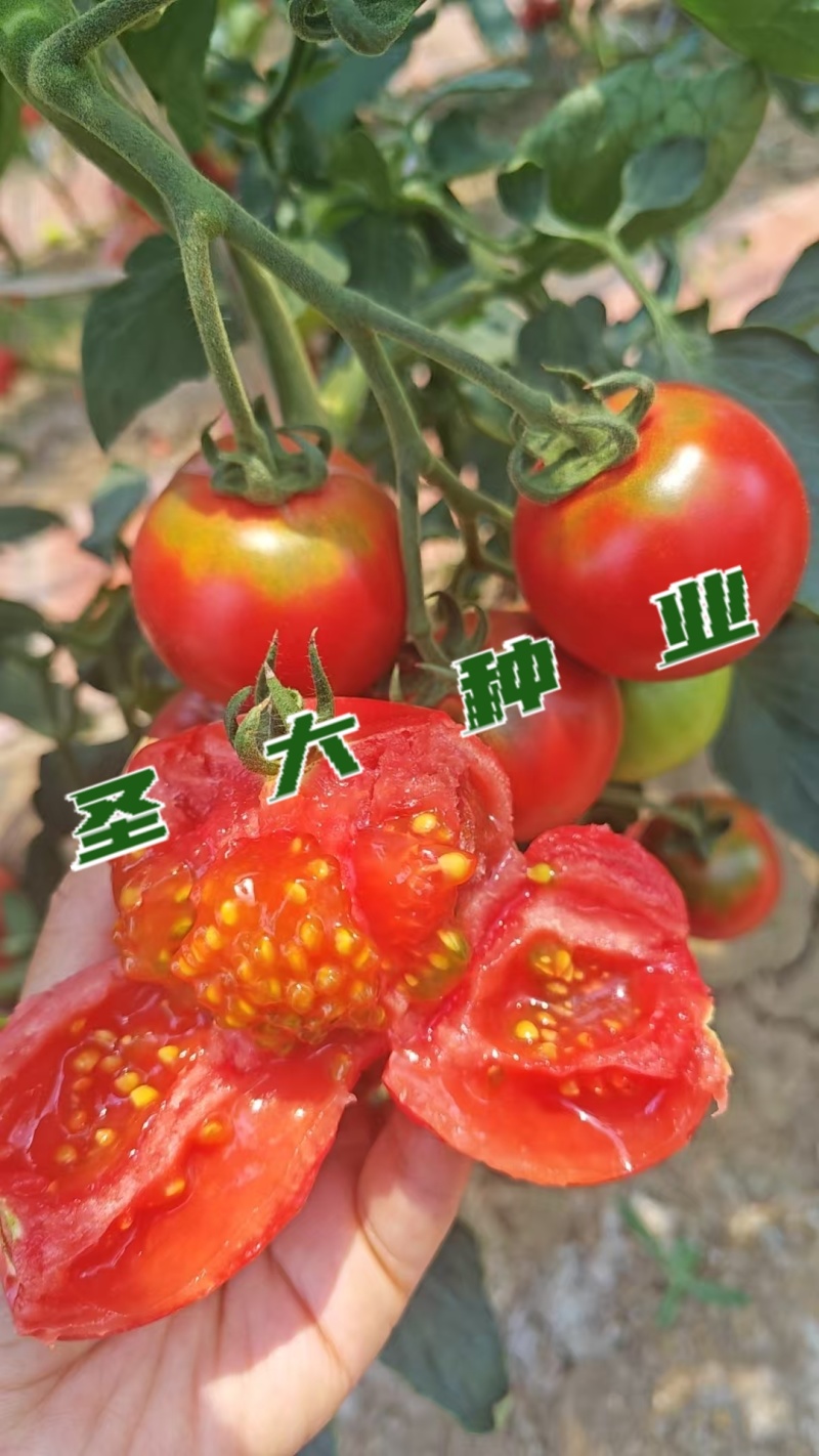 草莓西红柿苗铁皮西红柿苗蔬菜苗水果西红柿苗酸甜果番茄苗