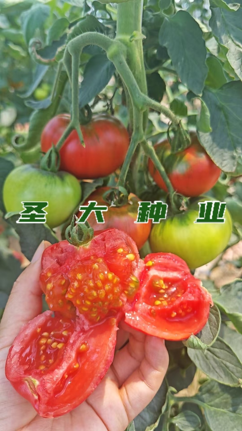 草莓西红柿苗铁皮西红柿苗蔬菜苗水果西红柿苗酸甜果番茄苗