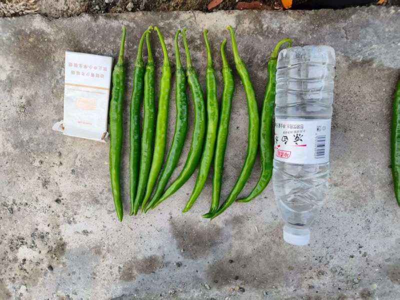 内蒙古线椒大量上市中，一手货源基地直发，视频看货欢迎致电