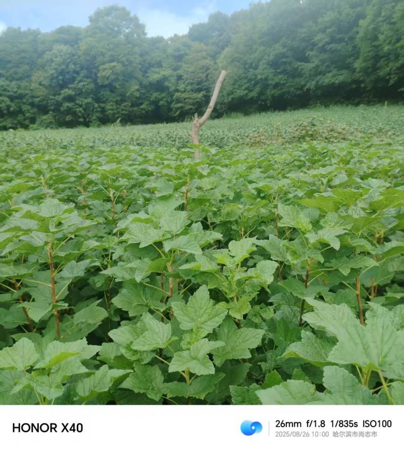 东北黑加仑苗大量上市产地直发量大从优欢迎来电