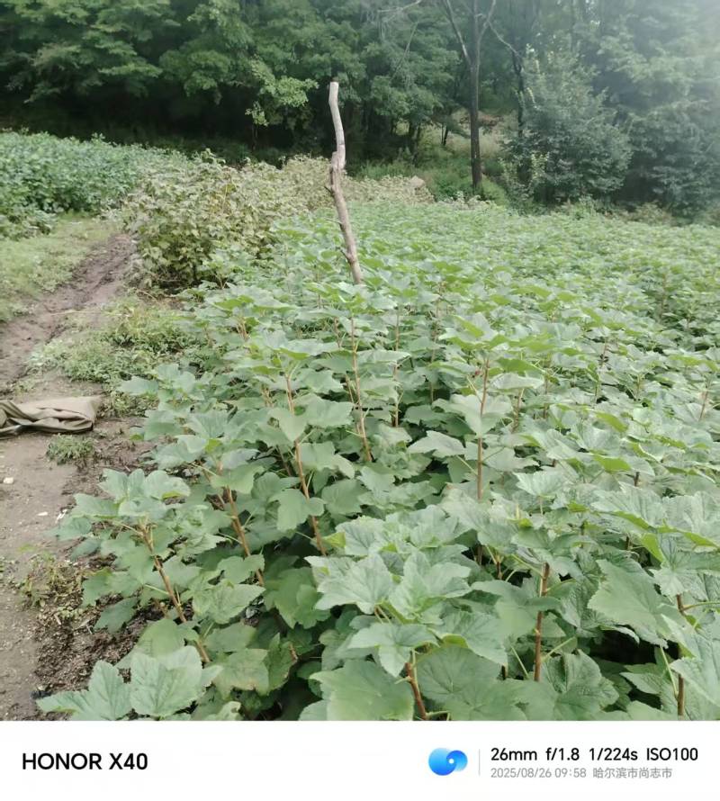 东北黑加仑苗大量上市产地直发量大从优欢迎来电
