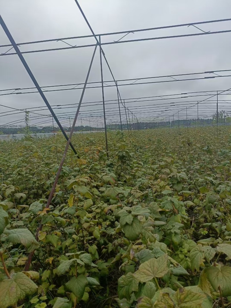东北黑加仑苗大量上市产地直发量大从优欢迎来电