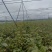 东北黑加仑苗大量上市产地直发量大从优欢迎来电