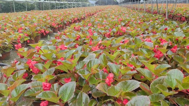 四季海棠容器苗，高度20冠幅20厘米，基地常年批发。