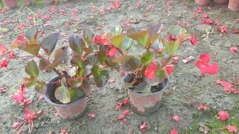 四季海棠容器苗，高度20冠幅20厘米，基地常年批发。
