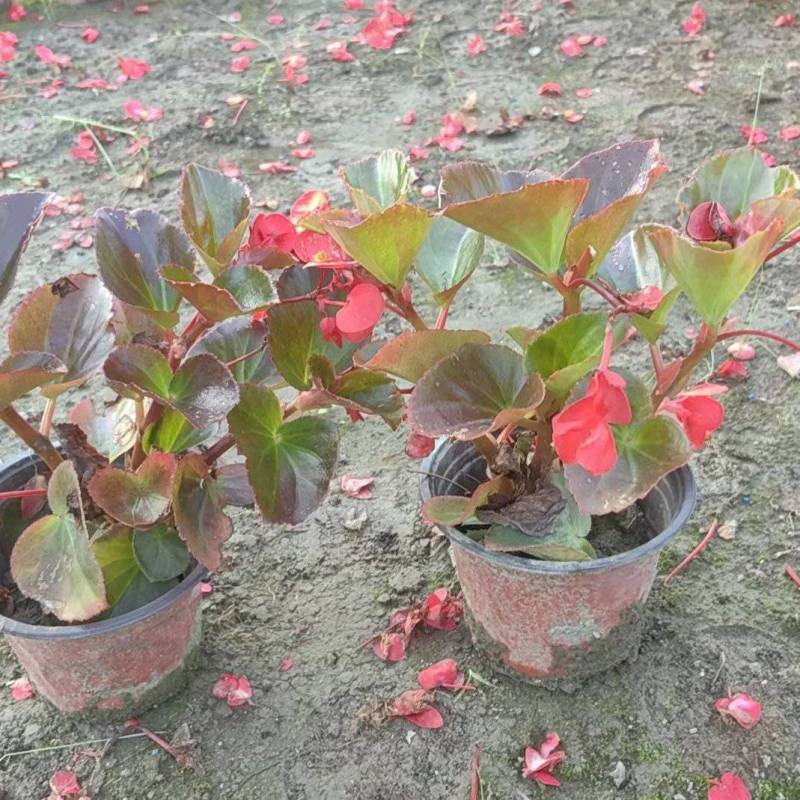 四季海棠容器苗，高度20冠幅20厘米，基地常年批发。