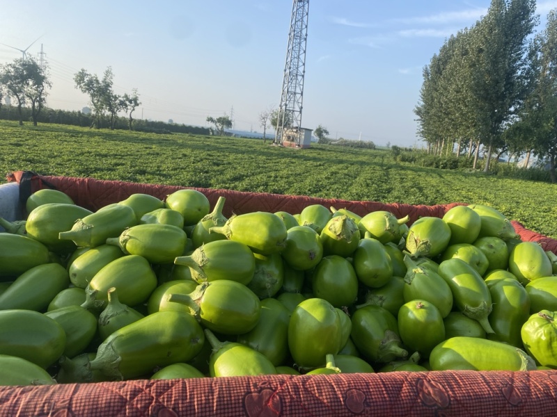 内黄青茄子，亮度好，个头大，货量大，一手货源