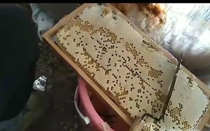 高山纯正土蜂蜜