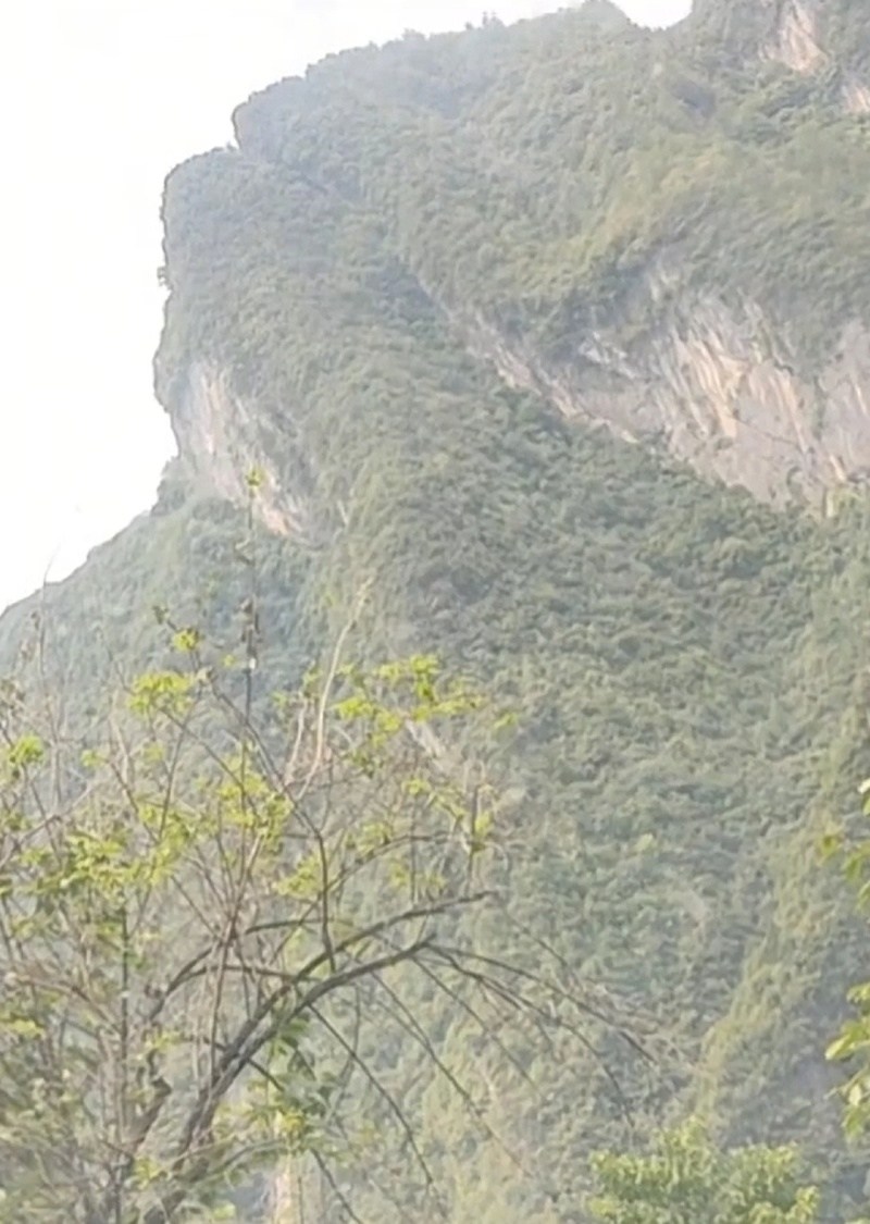 高山纯正土蜂蜜