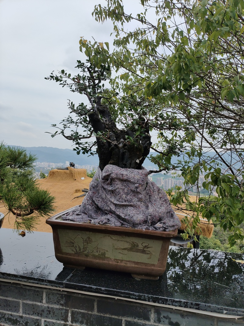 高山纯正土蜂蜜