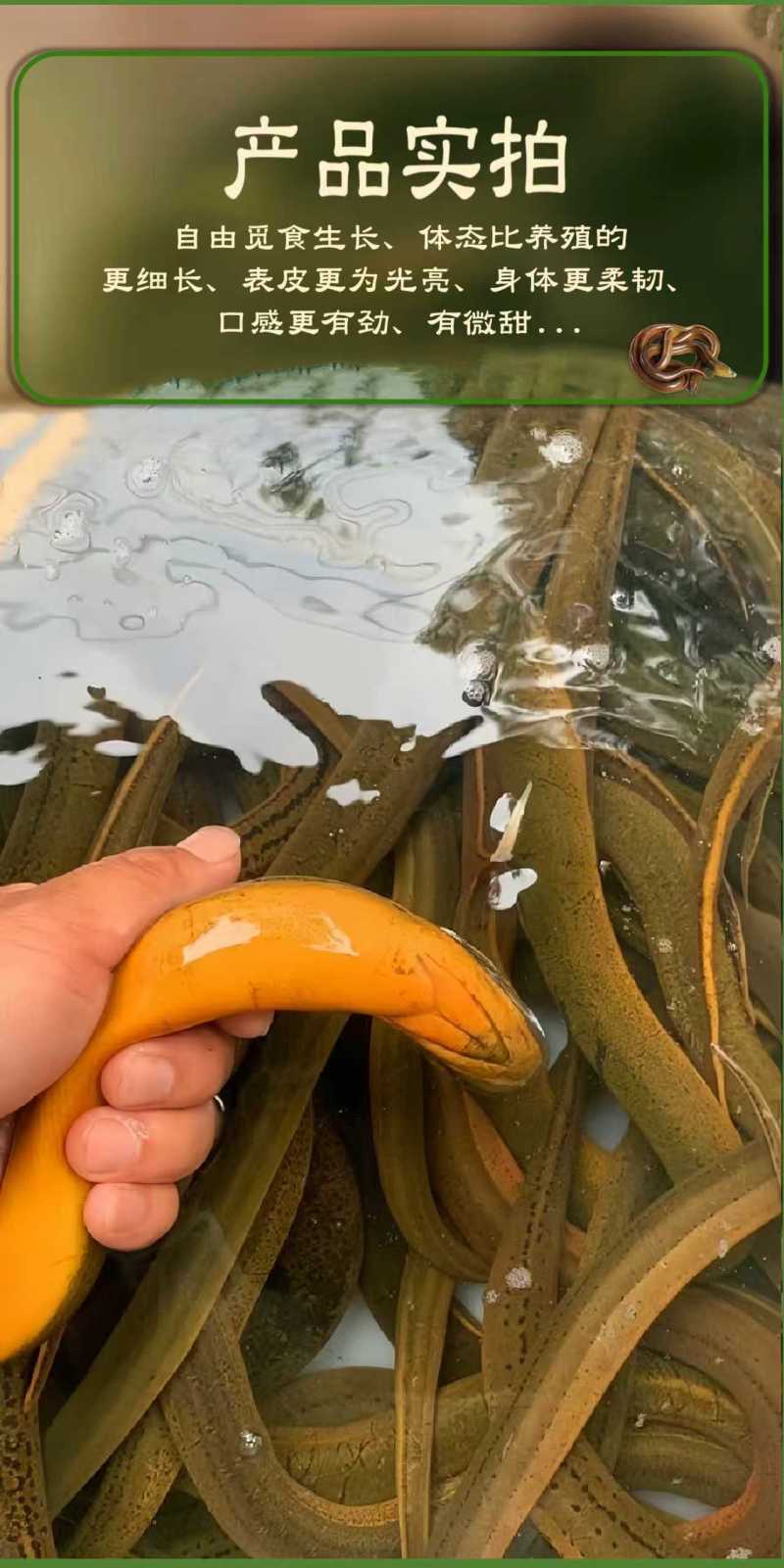 鳝鱼鳝鱼片黄鳝片当天活杀直供餐饮达人供应链