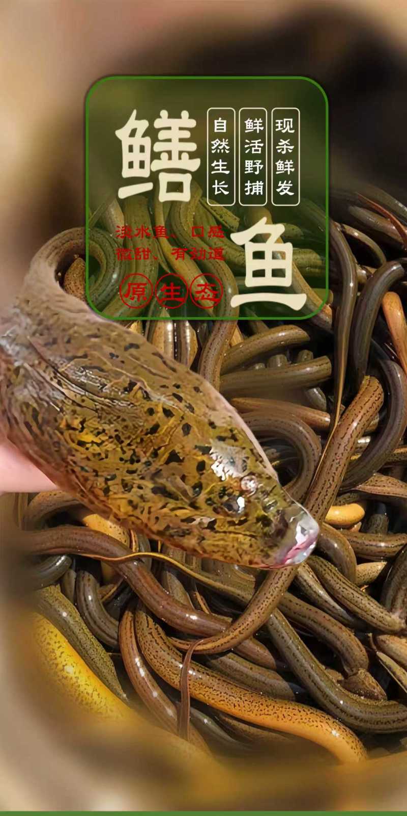 鳝鱼鳝鱼片黄鳝片当天活杀直供餐饮达人供应链