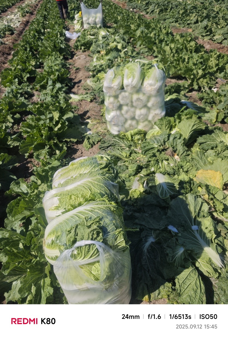 新疆克拉玛依白菜，产地直发，大量供应，价格可谈，欢迎采购