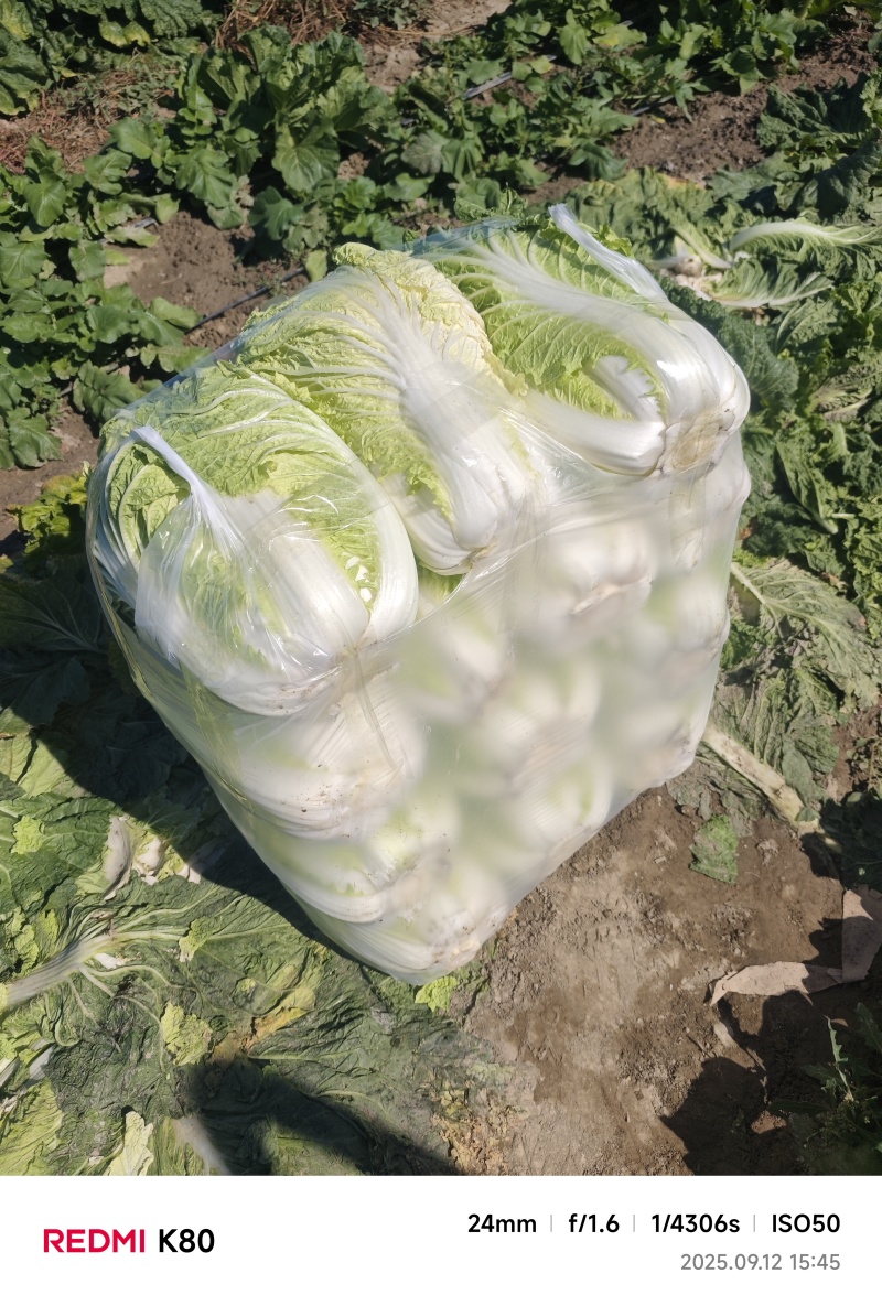 新疆克拉玛依白菜，产地直发，大量供应，价格可谈，欢迎采购