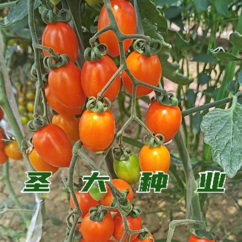橙蜜1号樱桃番茄苗橙黄色脆甜小番茄苗黄圣女果苗