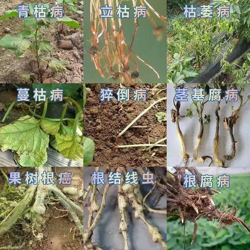 生物杀菌剂广谱速效真细病毒通杀疏通植物细胞以菌治菌