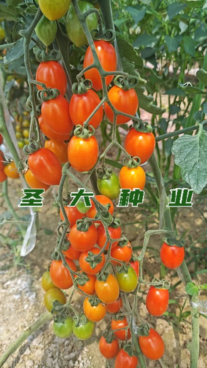 橙蜜1号樱桃番茄苗橙黄色脆甜小番茄苗黄圣女果苗