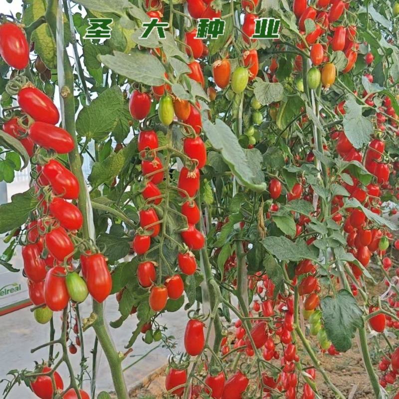 红花生番茄苗口感脆甜抗逆性强不易裂果新手种植优选