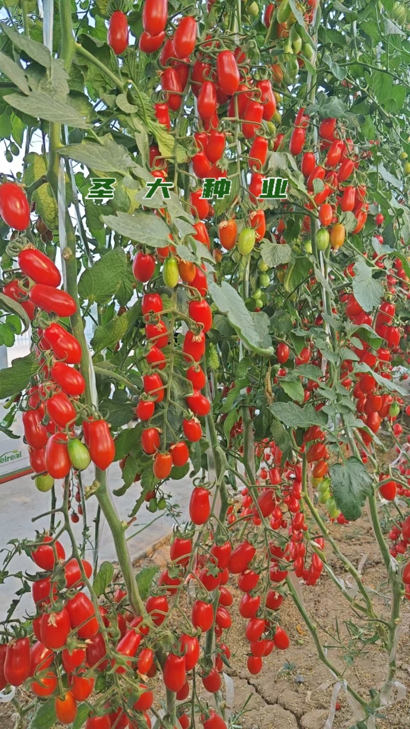 红花生番茄苗口感脆甜抗逆性强不易裂果新手种植优选