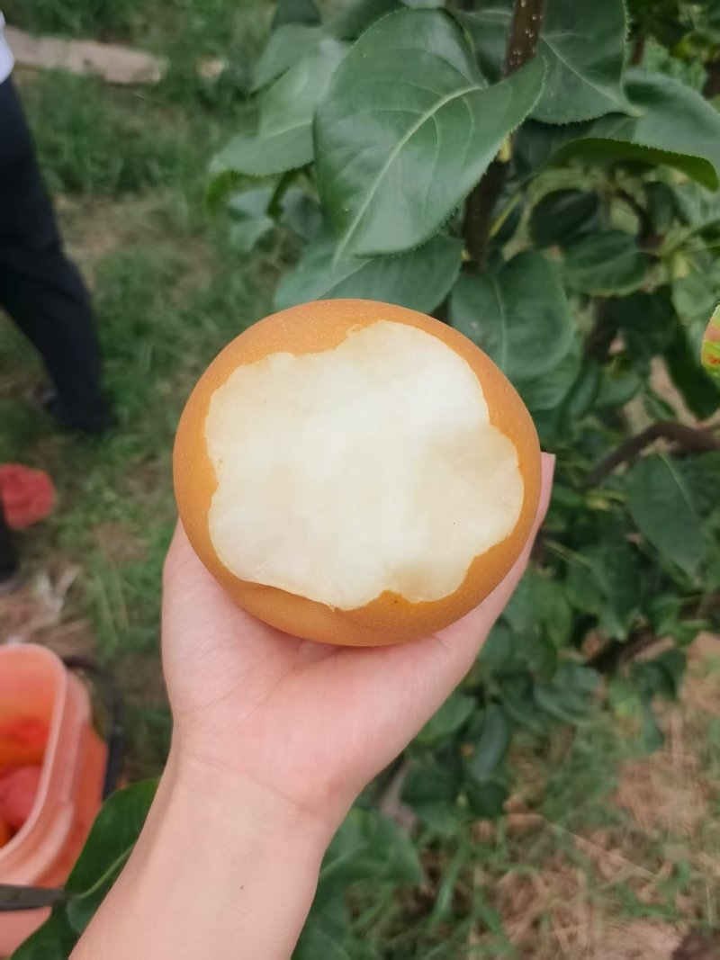 山东秋月梨