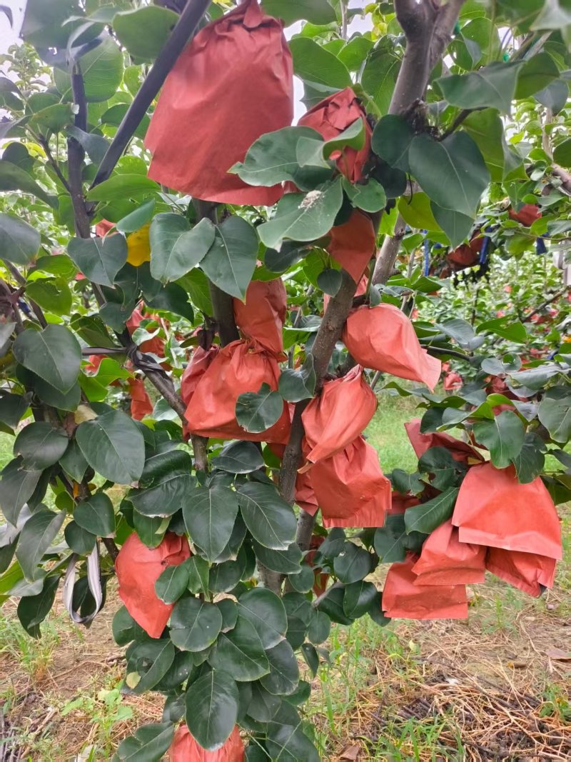 山东秋月梨