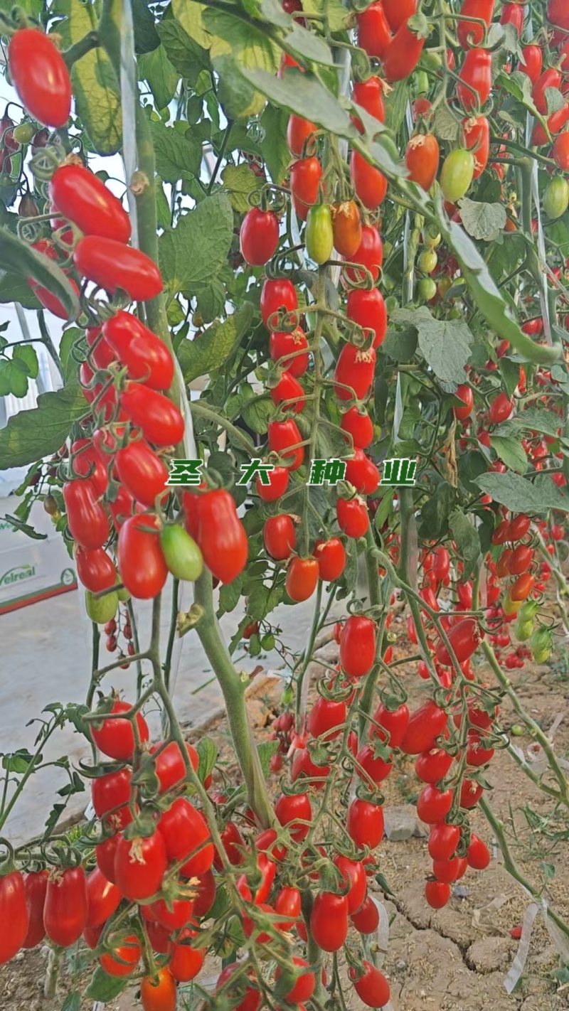 红花生番茄苗口感脆甜抗逆性强不易裂果新手种植优选