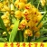 耐寒耐热好养兰花四季开花浓香型建兰室内蕙兰盆栽绿植花卉