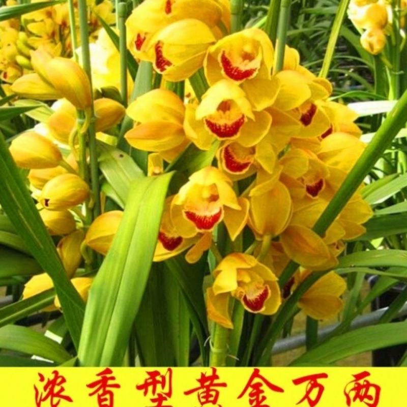 耐寒耐热好养兰花四季开花浓香型建兰室内蕙兰盆栽绿植花卉