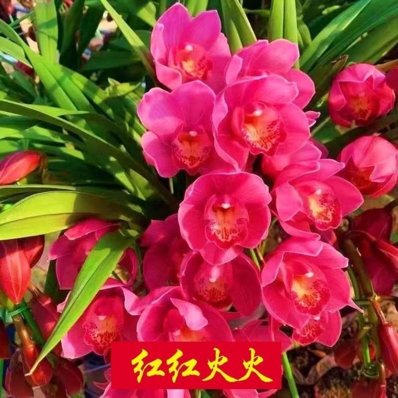 耐寒耐热好养兰花四季开花浓香型建兰室内蕙兰盆栽绿植花卉