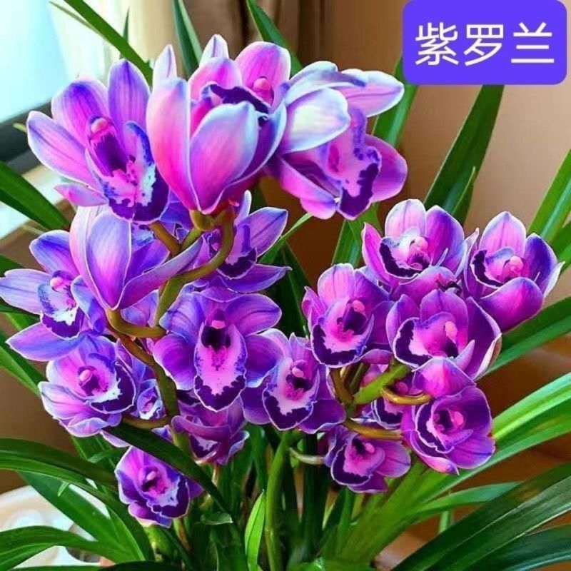 耐寒耐热好养兰花四季开花浓香型建兰室内蕙兰盆栽绿植花卉