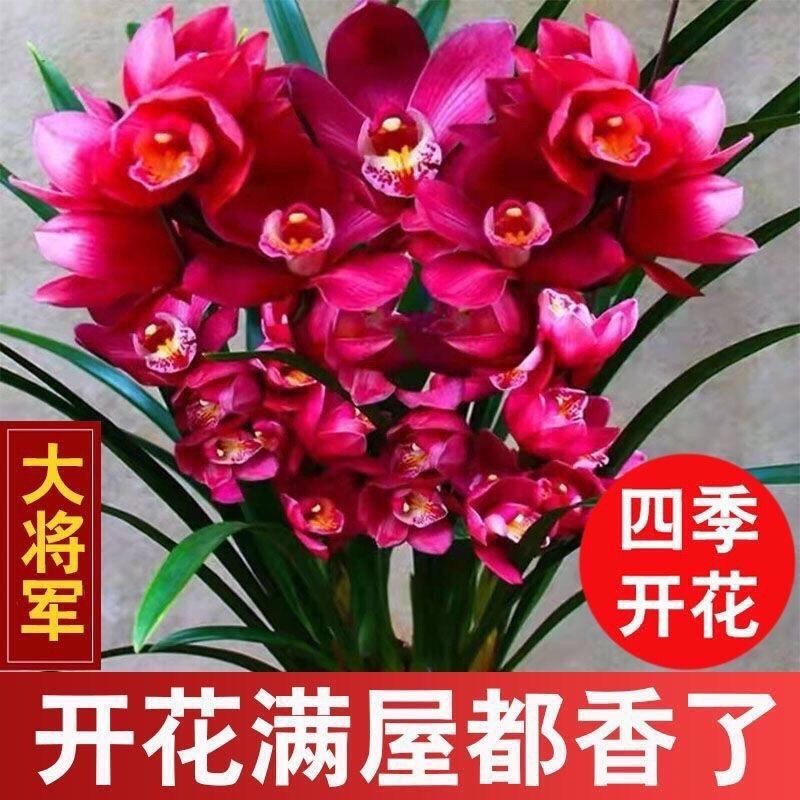 耐寒耐热好养兰花四季开花浓香型建兰室内蕙兰盆栽绿植花卉