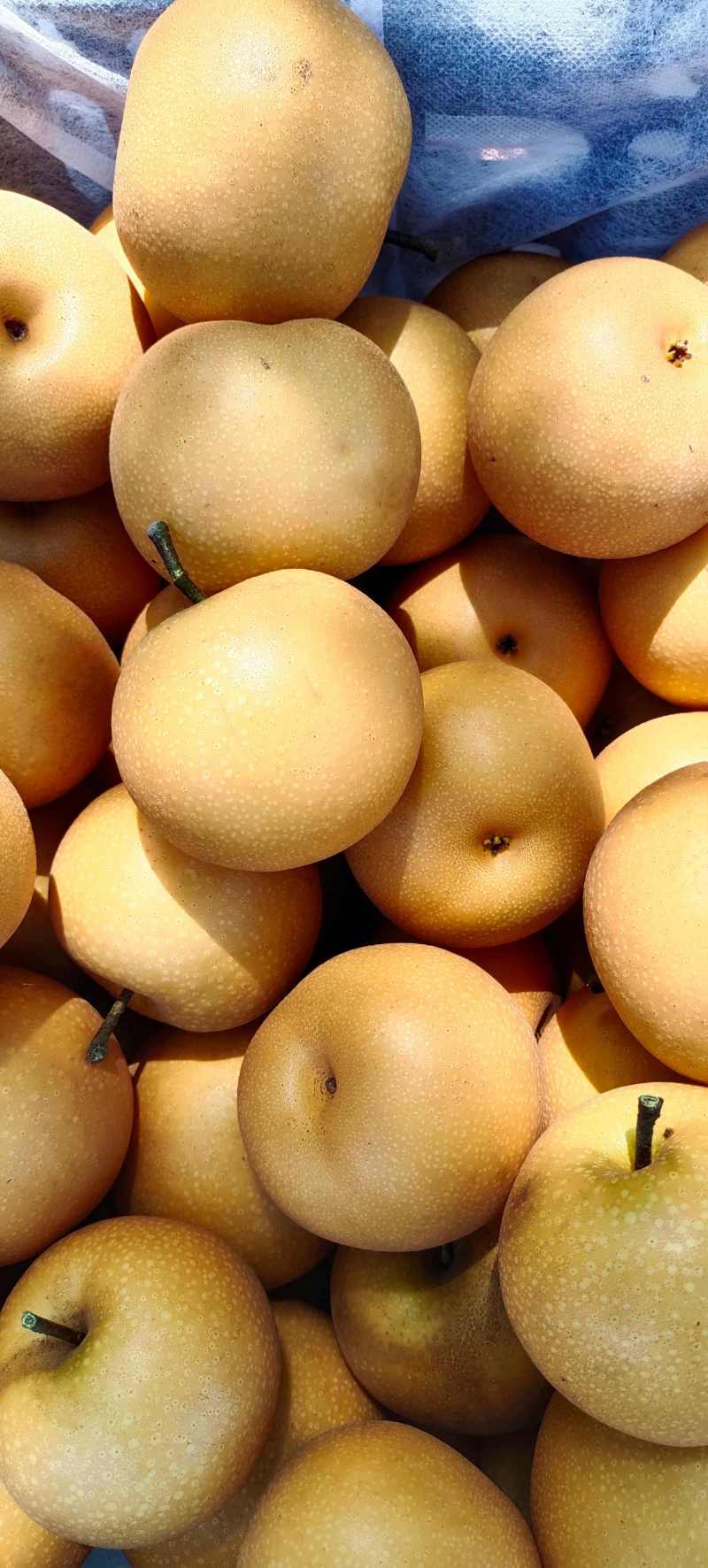 秋月梨安徽秋月梨无木栓商超电商代发礼品盒加工