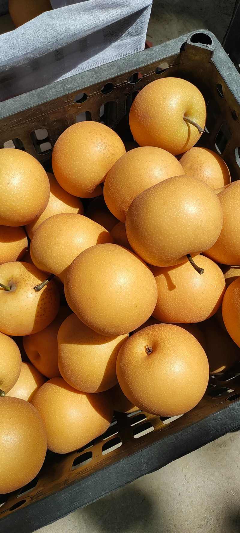 秋月梨安徽秋月梨无木栓商超电商代发礼品盒加工