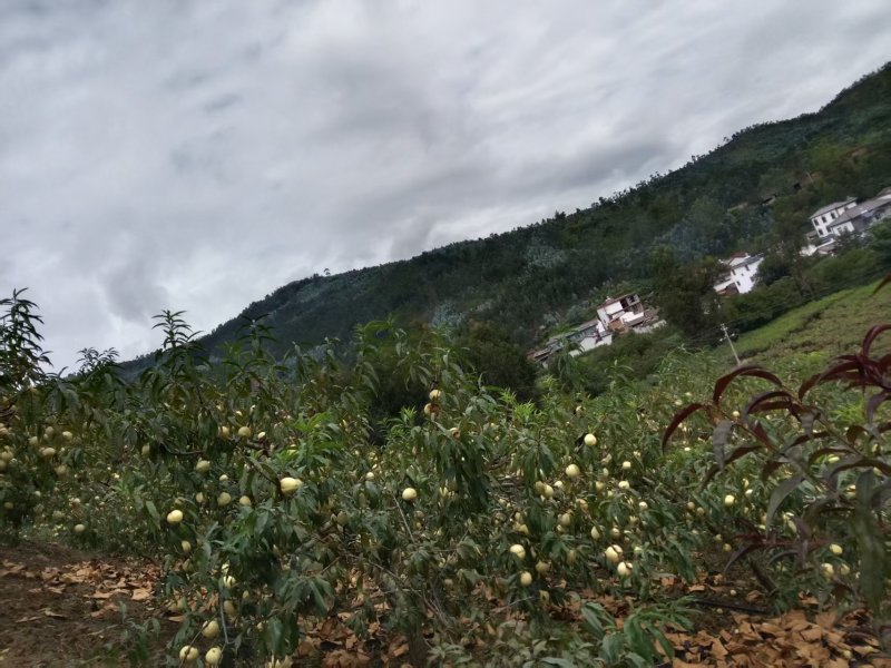 云南大理秋桃大量上市/精品秋桃产地直发量大优惠欢迎联系