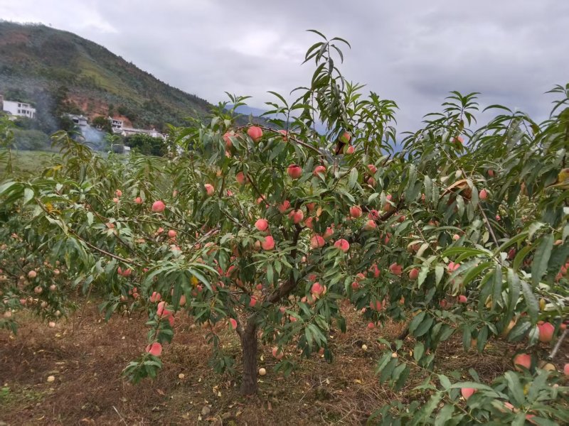 云南大理秋桃大量上市/精品秋桃产地直发量大优惠欢迎联系