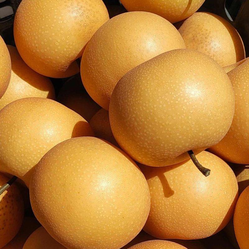 秋月梨安徽秋月梨无木栓商超电商代发礼品盒加工