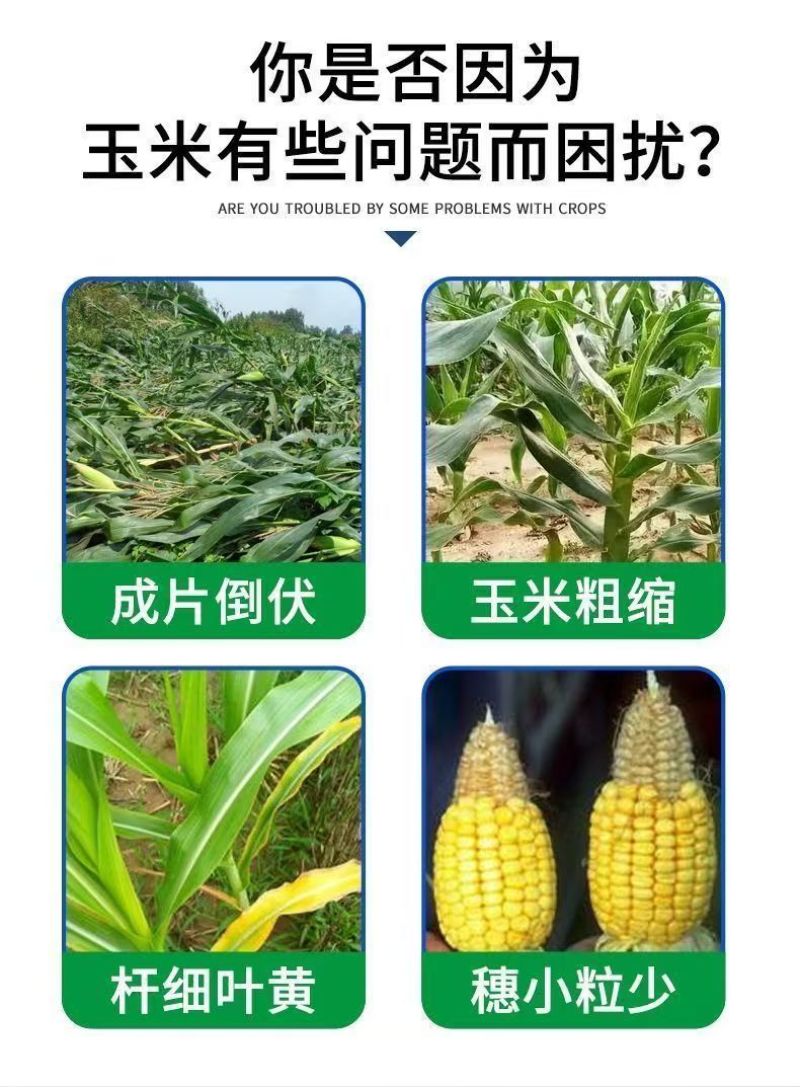 玉米叶面肥促长膨大素生根壮苗壮杆绿叶控旺缩节