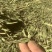 甘肃酒泉优质甜叶菊叶有需要的采购请联系