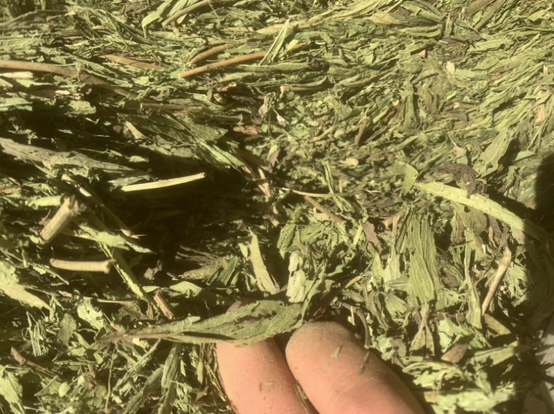 甘肃酒泉优质甜叶菊叶有需要的采购请联系