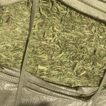 甘肃酒泉优质甜叶菊叶有需要的采购请联系