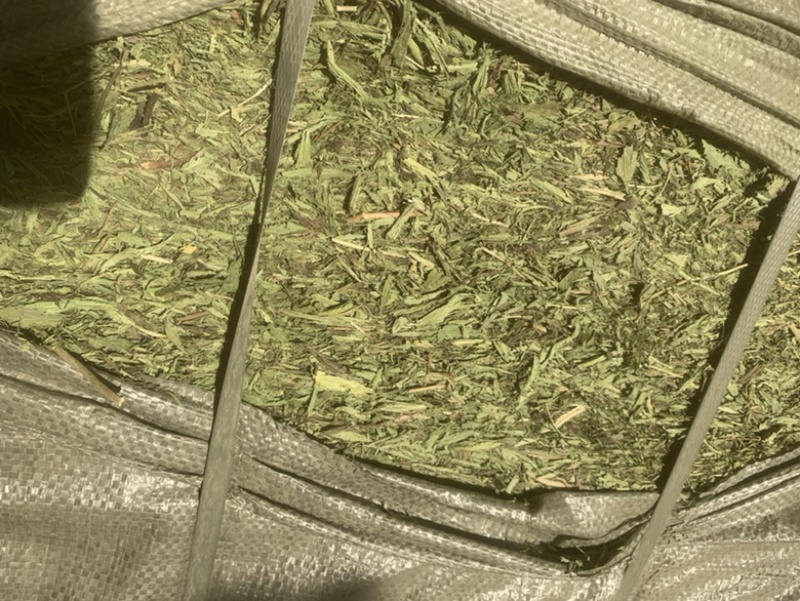 甘肃酒泉优质甜叶菊叶有需要的采购请联系